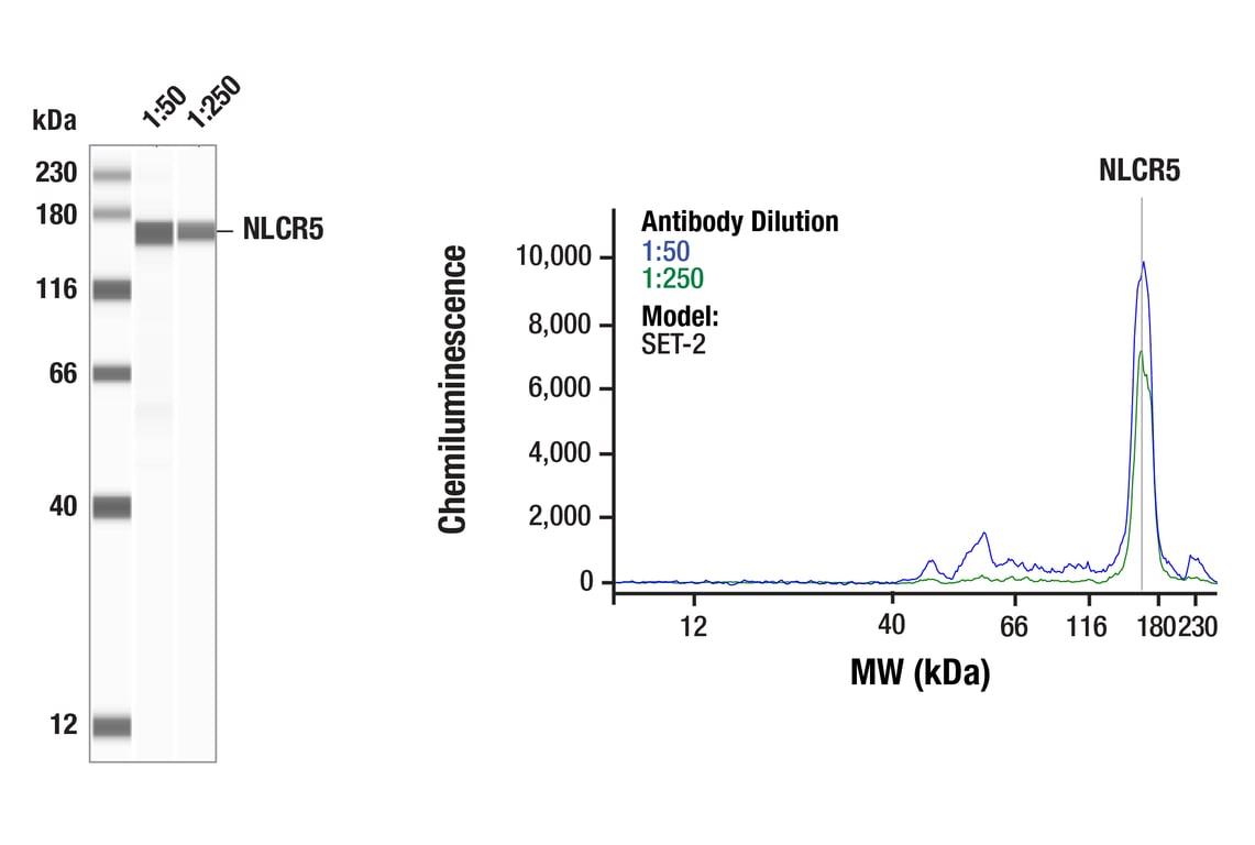 Western Blotting Image 1: NLRC5 (E1E9Y) Rabbit mAb