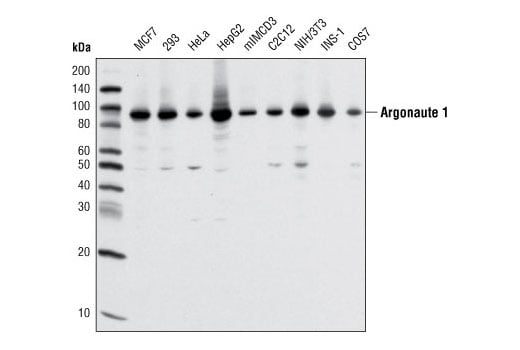 Western Blotting Image 1: Argonaute 1 (D84G10) XP<sup>®</sup> Rabbit mAb