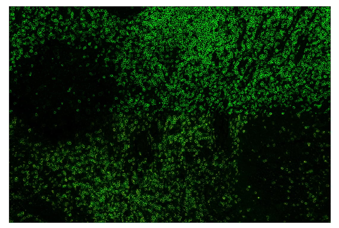 Immunohistochemistry Image 2: CD3ε (D7A6E<sup>™</sup>) & CO-0001-647 SignalStar<sup>™</sup> Oligo-Antibody Pair