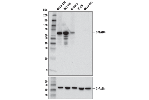 Western Blotting Image 1: SMAD4 (D3R4N) XP<sup>®</sup> Rabbit mAb