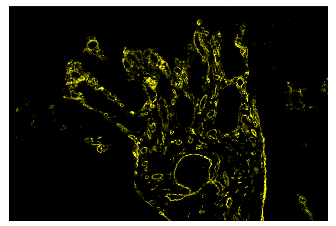 Immunohistochemistry Image 3: CD141/Thrombomodulin (E7Y9P) & CO-0088-647 SignalStar<sup>™</sup> Oligo-Antibody Pair