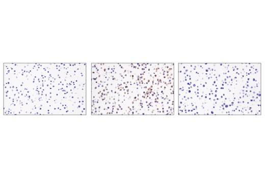 Immunohistochemistry Image 1: CD40 (E2Z7J) Rabbit mAb