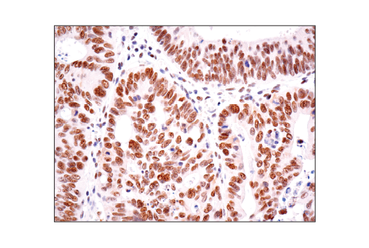 Immunohistochemistry Image 1: HAUSP (D17C6) XP<sup>®</sup> Rabbit mAb