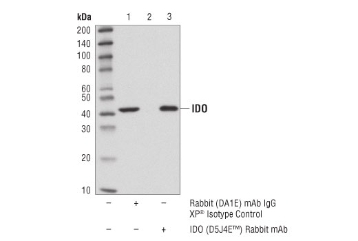 Immunoprecipitation Image 1: IDO (D5J4E<sup>™</sup>) Rabbit mAb