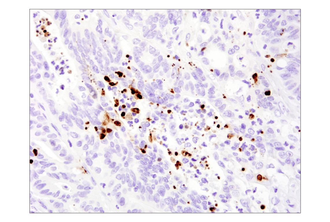 undefined Image 24: Apoptosis Antibody Sampler Kit II