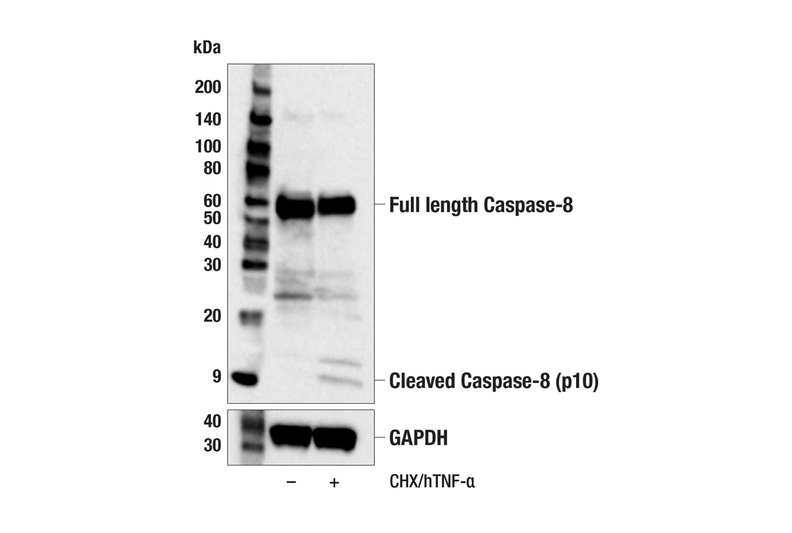 Western Blotting Image 2: Caspase-8 (F5K9P) Rabbit mAb (BSA and Azide Free)