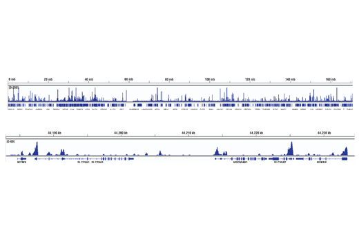 Chromatin Immunoprecipitation Image 2: BCL6 (D4I2V) XP<sup>®</sup> Rabbit mAb