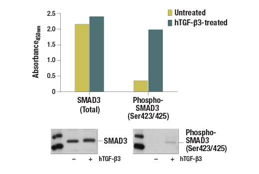 ELISA Image 1: PathScan<sup>®</sup> Phospho-SMAD3 (Ser423/425) Sandwich ELISA Kit