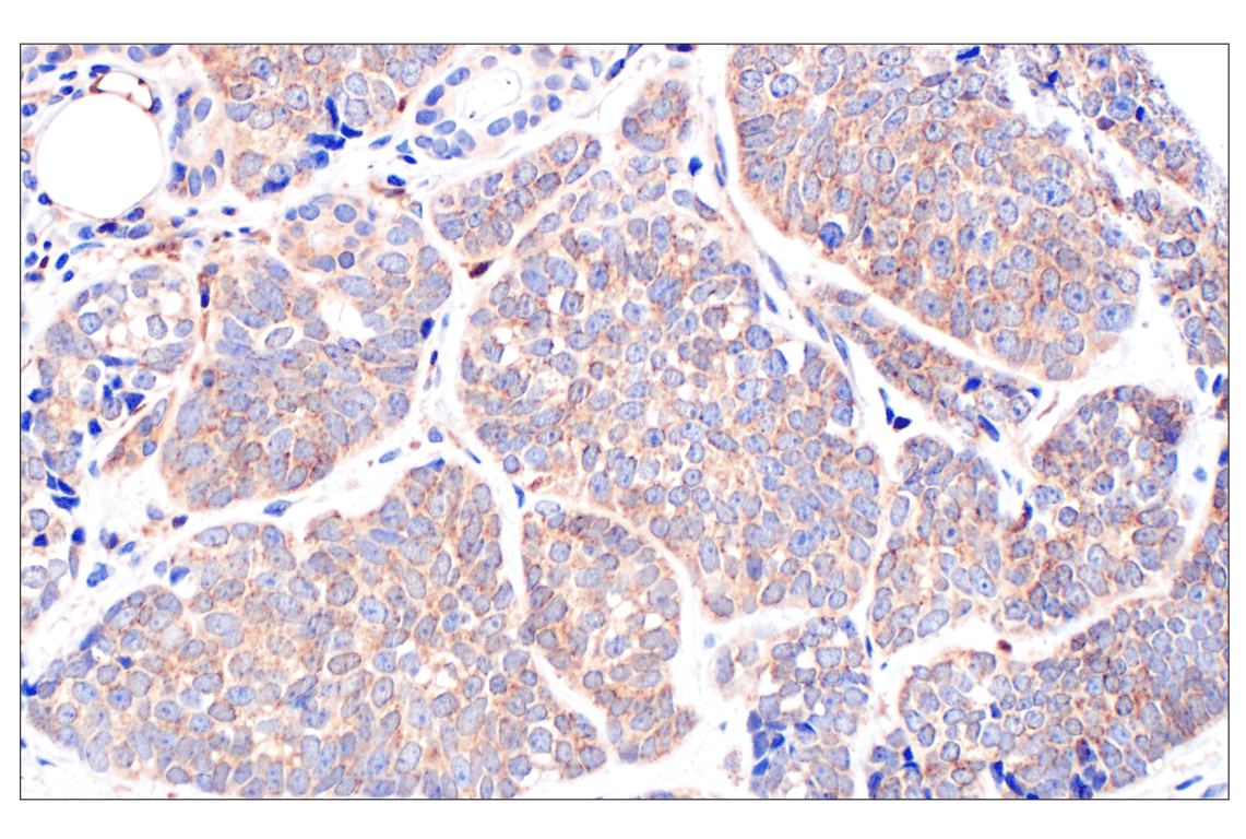 Immunohistochemistry Image 2: Catalase (D4P7B) XP<sup>®</sup> Rabbit mAb