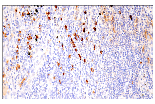 Immunohistochemistry Image 3: IgA (N1CLA) Mouse mAb