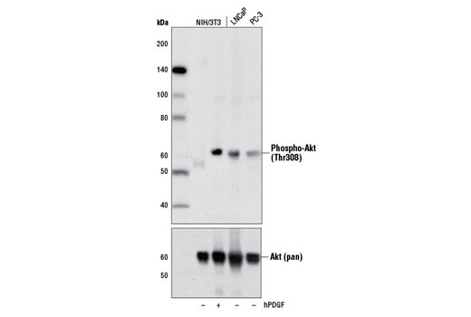 Western Blotting Image 1: Phospho-Akt (Thr308) (D25E6) XP<sup>®</sup> Rabbit mAb (BSA and Azide Free)