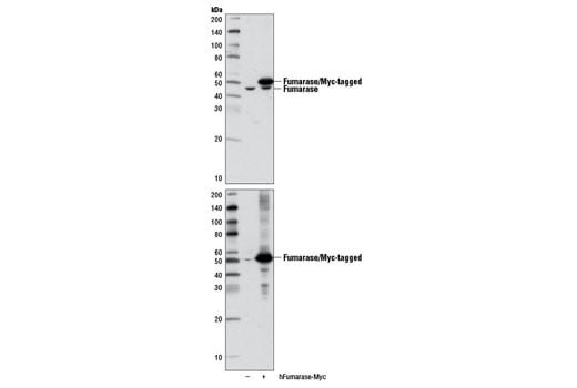 Western Blotting Image 1: Fumarase (D9C5) Rabbit mAb