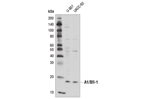 Western Blotting Image 2: A1/Bfl-1 (D1A1C) Rabbit mAb