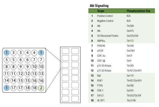 undefined Image 1: PathScan<sup>®</sup> Akt Signaling Antibody Array Kit (Fluorescent Readout)