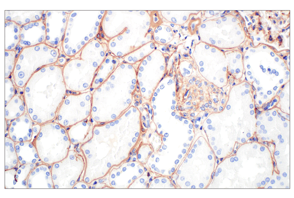 Immunohistochemistry Image 6: COL4A1 (E5M6R) Rabbit mAb (BSA and Azide Free)