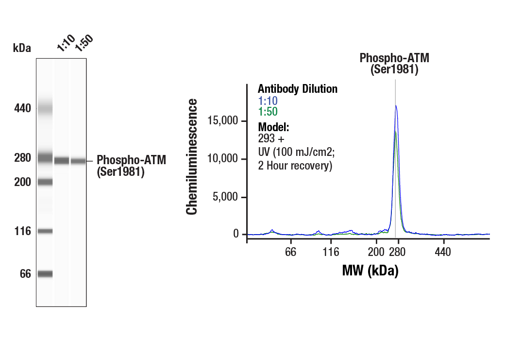 undefined Image 2: PhosphoPlus<sup>®</sup> ATM (Ser1981) Antibody Duet