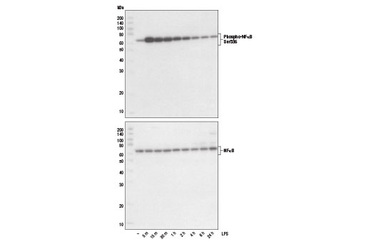 Lipopolysaccharides (LPS): Image 1