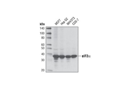 Western Blotting Image 1: eIF2α (D7D3) XP<sup>®</sup> Rabbit mAb (BSA and Azide Free)