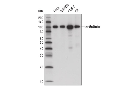 Western blot analysis of extracts from various cell lines using α-Actinin (D6F6) XP® Rabbit mAb (HRP Conjugate).
