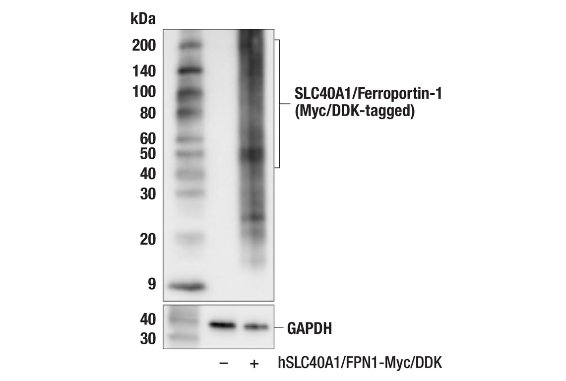 Western Blotting Image 3: SLC40A1/Ferroportin-1 (F4A2M) Rabbit mAb