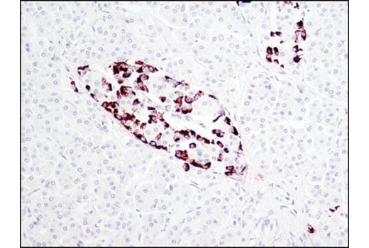 Immunohistochemistry Image 2: Proglucagon (D16G10) XP<sup>®</sup> Rabbit mAb (BSA and Azide Free)