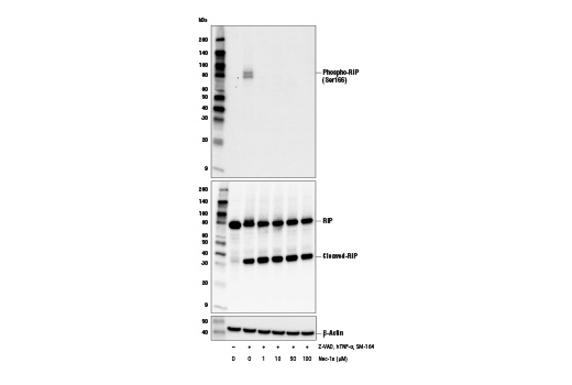 undefined Image 1: Necrostatin-1s