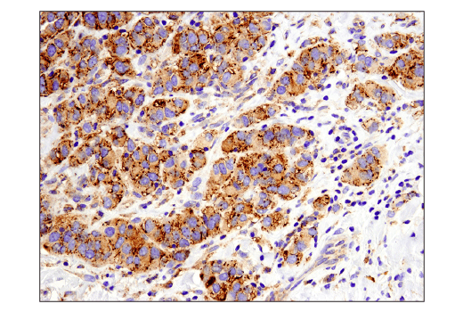 undefined Image 25: Host Cell Viral Restriction Factor Antibody Sampler Kit