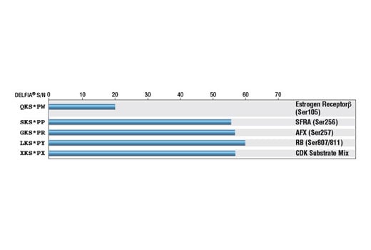 undefined Image 14: Phospho-(Ser/Thr) Kinase Substrate Antibody Sampler Kit