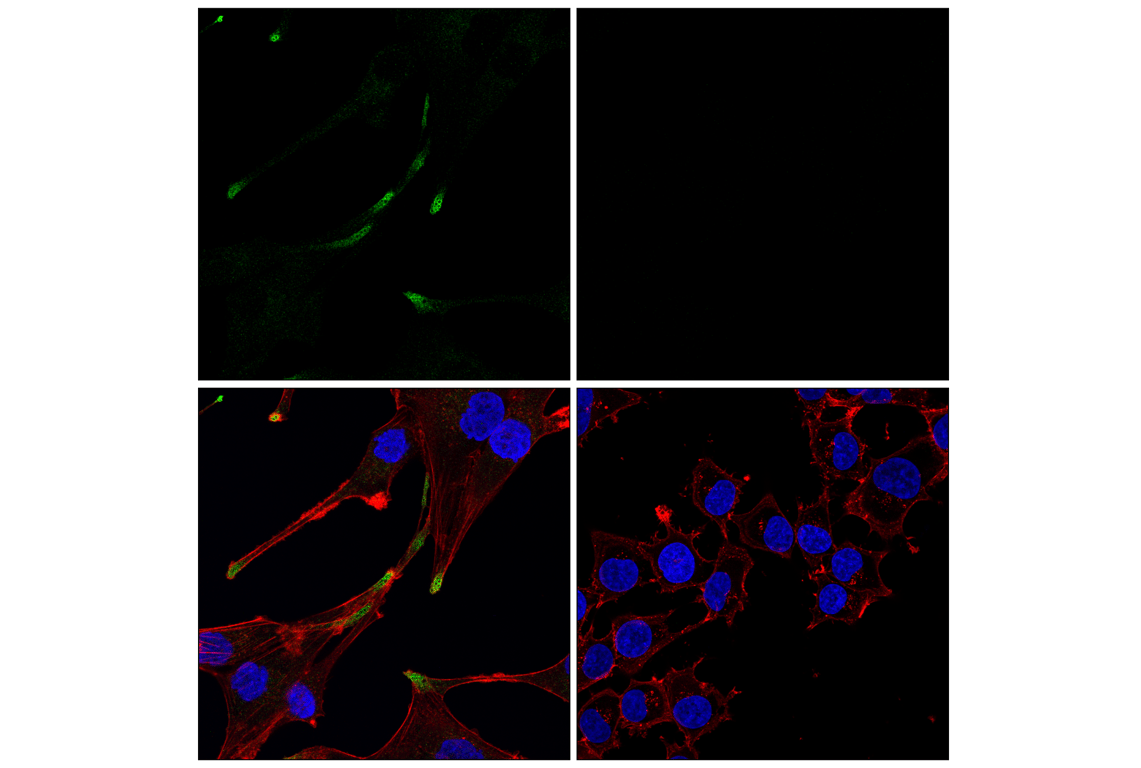 Immunofluorescence Image 1: AIFM2/FSP1 (F7A3L) Rabbit mAb