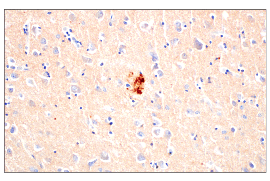 Immunohistochemistry Image 3: BACE1 (F4Z7X) Rabbit mAb (BSA and Azide Free)