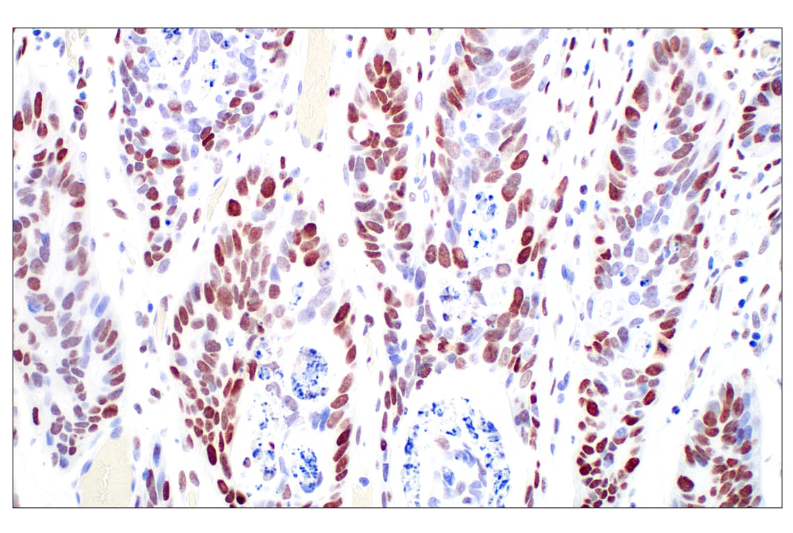 Immunohistochemistry Image 1: c-Fos (E2I7R) XP<sup>®</sup> Rabbit mAb