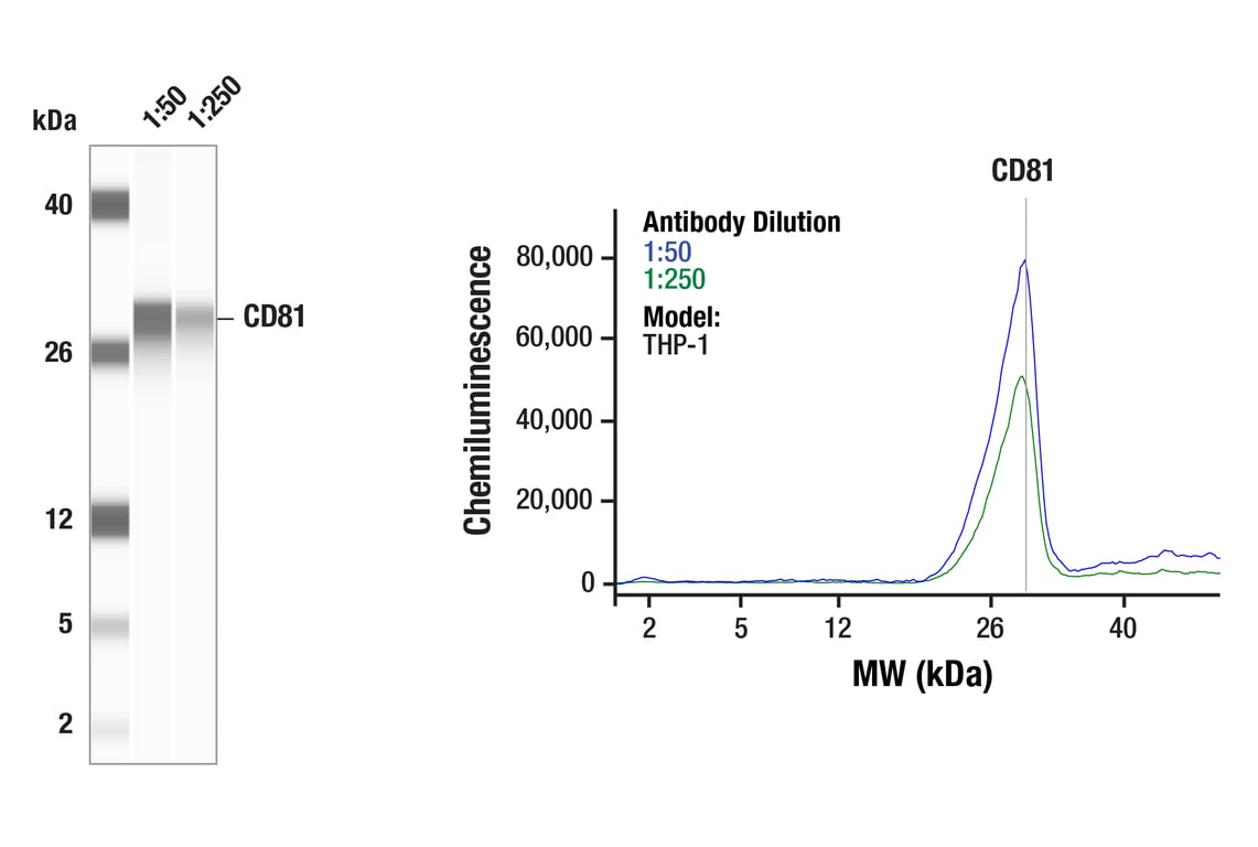 Western Blotting Image 1: CD81 (E2K9V) Rabbit mAb