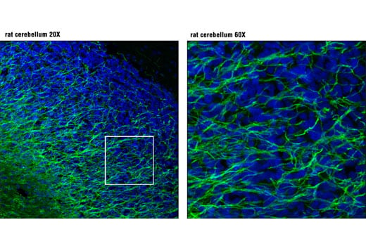 Immunofluorescence Image 1: MAG (D4G3) XP<sup>®</sup> Rabbit mAb (BSA and Azide Free)