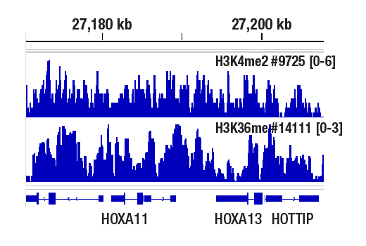 CUT & RUN Image 1: Mono-Methyl-Histone H3 (Lys36) (D9J1D) Rabbit mAb