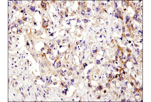Immunohistochemistry Image 1: XIAP (D2Z8W) Rabbit mAb