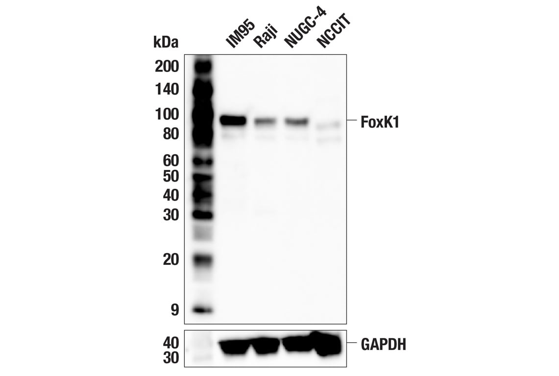 Western Blotting Image 1: FoxK1 (E4D1V) Rabbit mAb