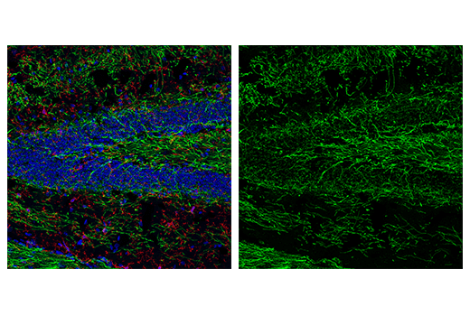 Immunofluorescence Image 1: MOG (D5B4C) Rabbit mAb