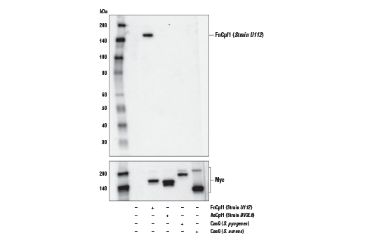 undefined Image 13: Cas9 and Associated Proteins Antibody Sampler Kit