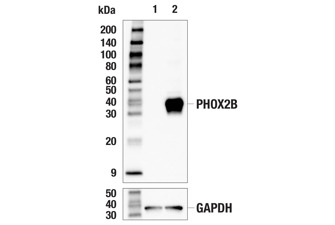 Western Blotting Image 2: PHOX2B (E4Q9R) Rabbit mAb