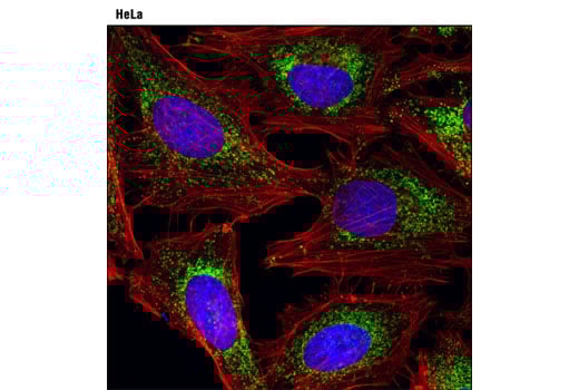 Immunofluorescence Image 1: SDHA (D6J9M) XP<sup>®</sup> Rabbit mAb 