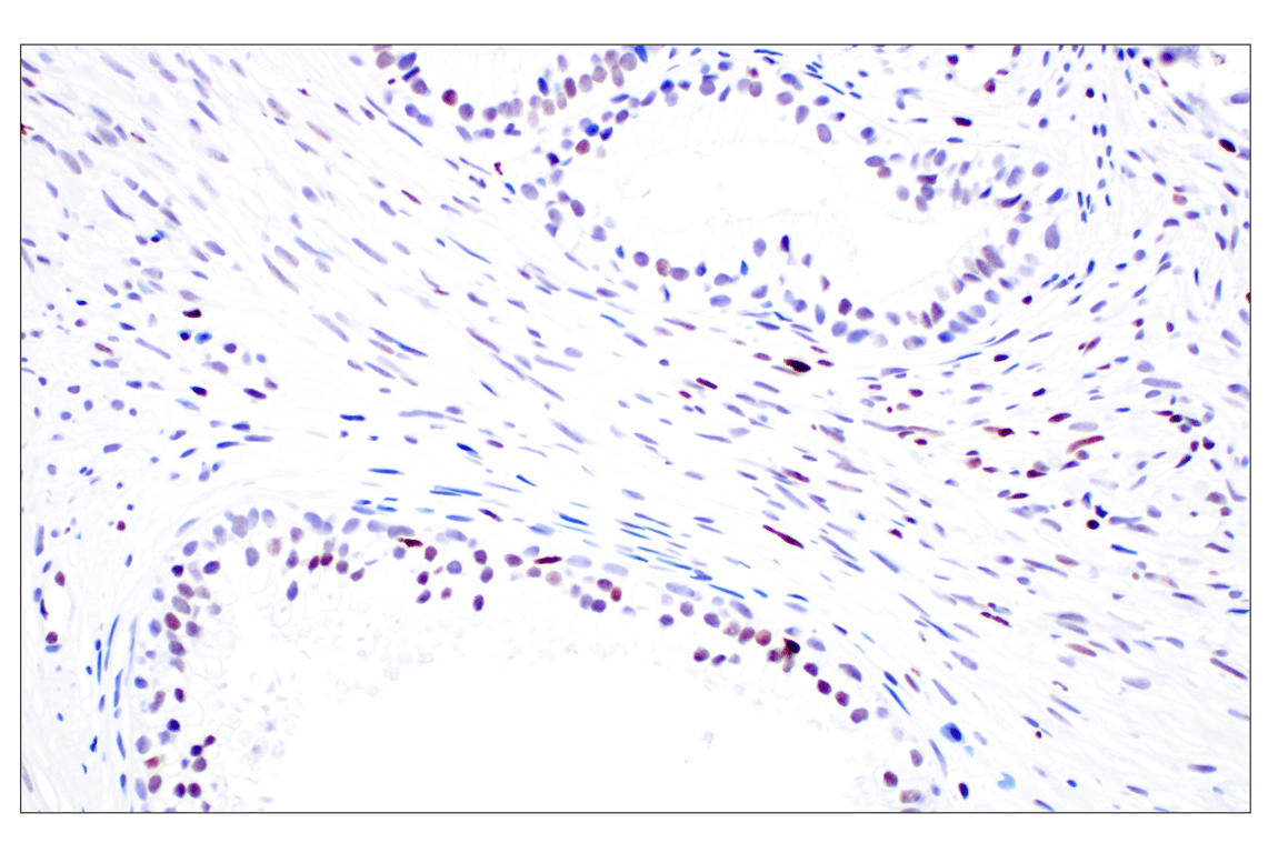Immunohistochemistry Image 3: Phospho-Histone H3 (Ser10) (D7N8E) XP<sup>®</sup> Rabbit mAb (BSA and Azide Free)