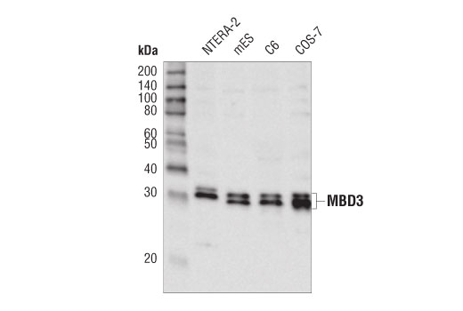 Western Blotting Image 1: MBD3 (D1B8F) Rabbit mAb