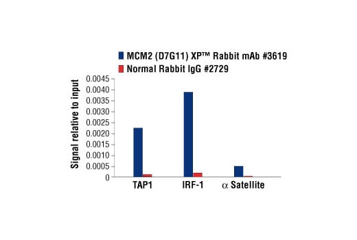 undefined Image 38: Microglia Proliferation Module Antibody Sampler Kit