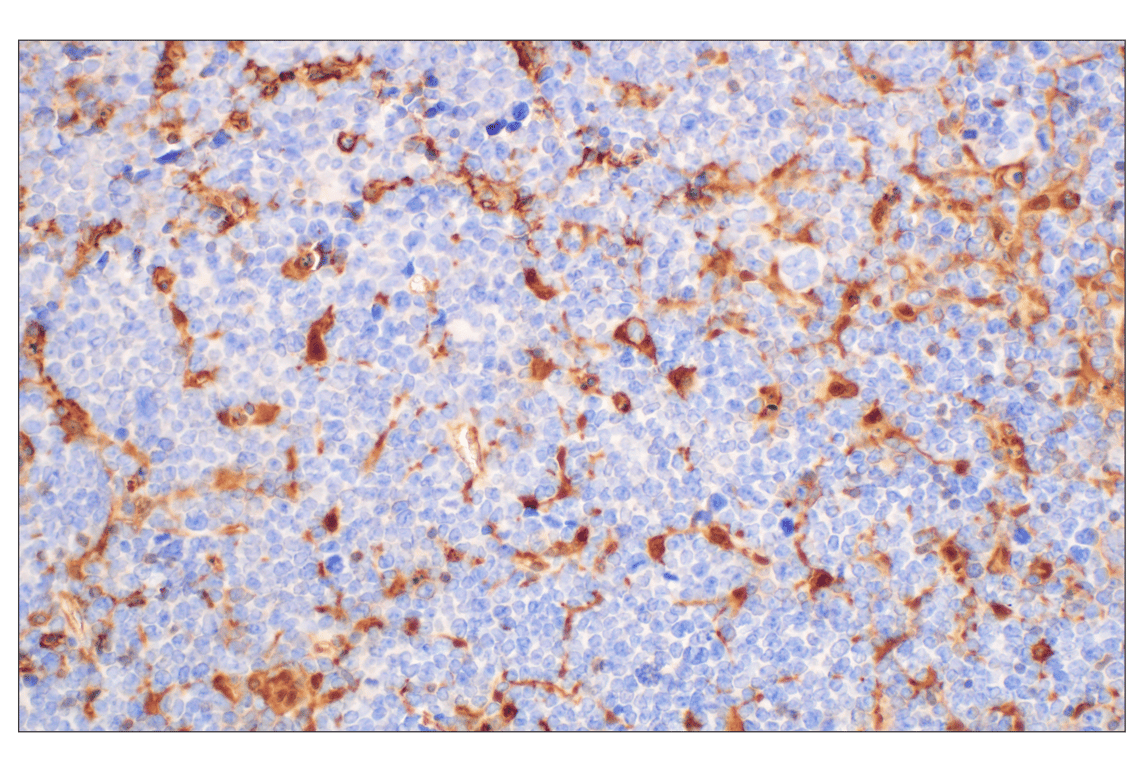 Immunohistochemistry Image 9: Annexin V (E3W8V) Rabbit mAb (BSA and Azide Free)