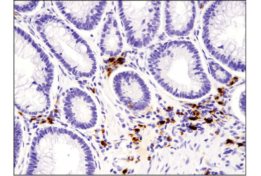 Immunohistochemistry Image 2: IDO (D5J4E<sup>™</sup>) Rabbit mAb