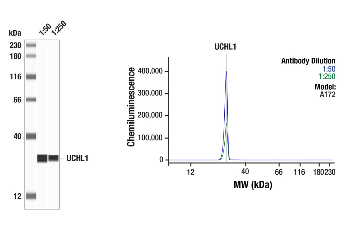 Western Blotting Image 1: UCHL1 (D3T2E) XP<sup>®</sup> Rabbit mAb