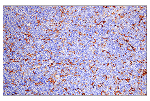 Immunohistochemistry Image 2: CD38 (E7Z8C) XP<sup>®</sup> Rabbit mAb (BSA and Azide Free)