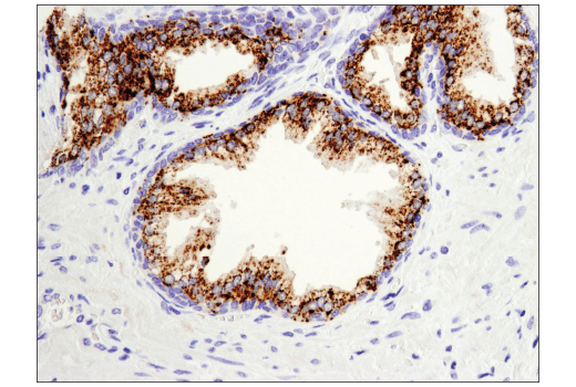 Immunohistochemistry Image 5: Arginase-2 (D9J1N) XP<sup>®</sup> Rabbit mAb