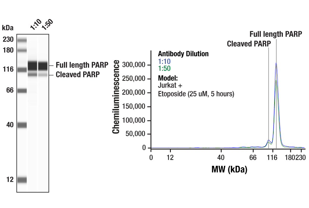 undefined Image 13: Apoptosis Antibody Sampler Kit II