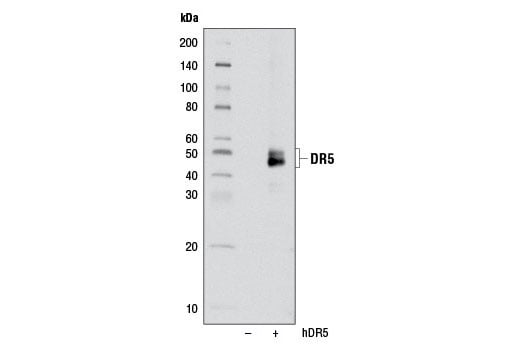 Western Blotting Image 3: DR5 (D4E9) XP<sup>®</sup> Rabbit mAb